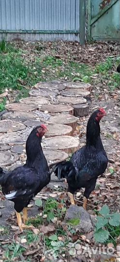 Инкубационное яйцо кур породы корниш