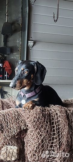 Вязка кабель охотник Такса