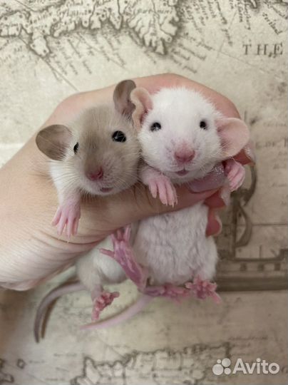 Ручные Крысята Дамбо из питомника.Доставка