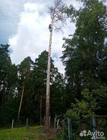 Спил деревьев