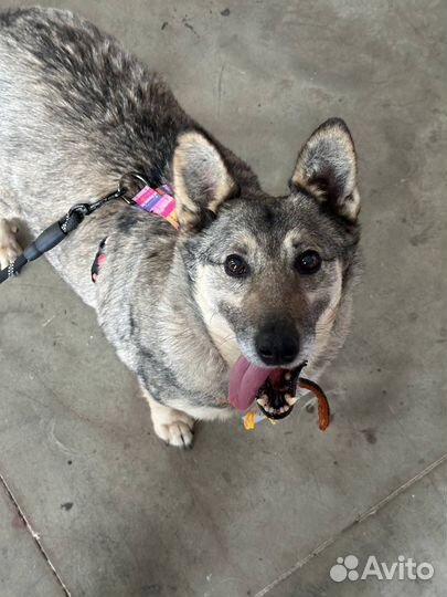 Малыш Тимка в приюте