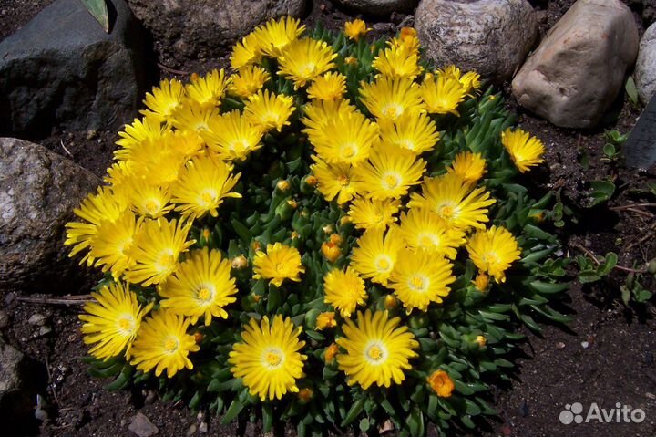 Альпийские растения