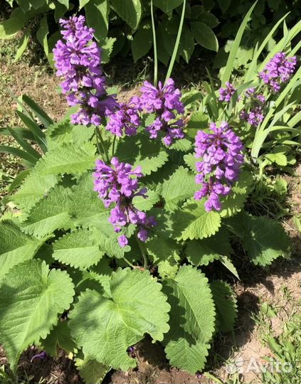 Буквица, дельфиниум,чистец, травянка,флокс