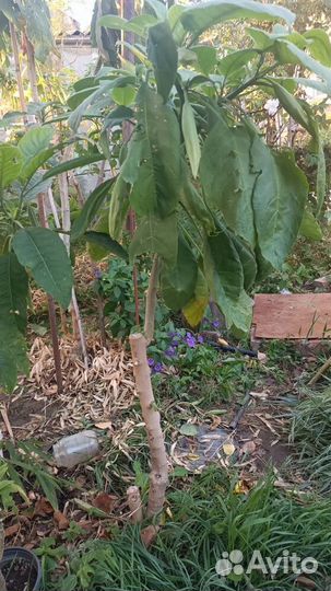 Саженцы бругмансии от 2,3,5 лет