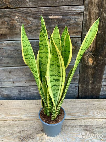 Сансевиерия Лауренти