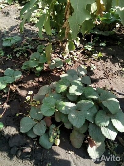 Клубника ремонтантная мурано,гигант ела, сорт майс