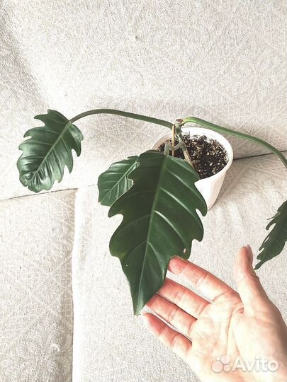 Комнатные цветы много