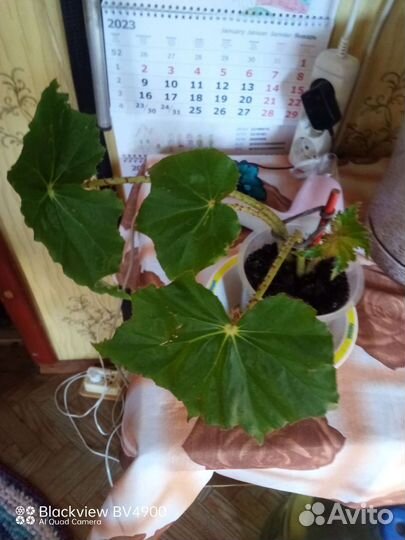 Домашние цветы