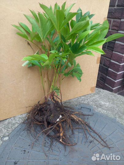 Лилии белые, ромашки белые,пионы,флоксы розовые