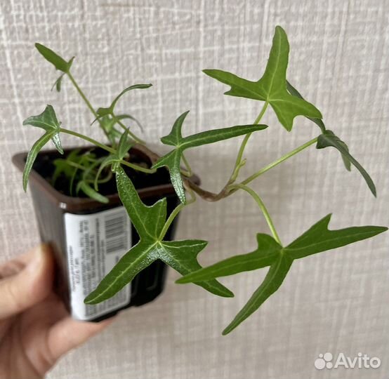 Плющ хедера