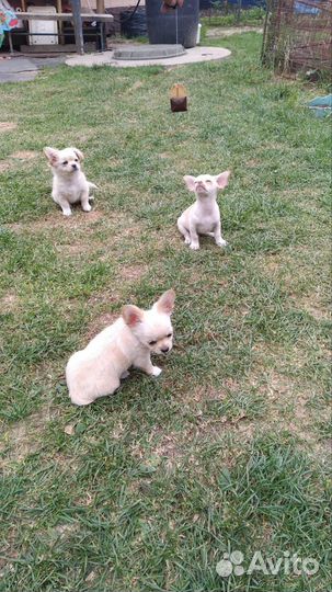 Чихуахуа щеночки