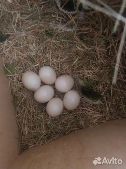 Неразлучники с клеткой