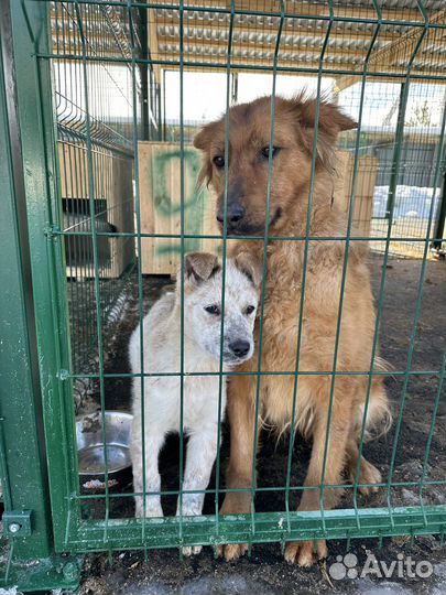 Щенку необходим дом (может оказаться на улице)