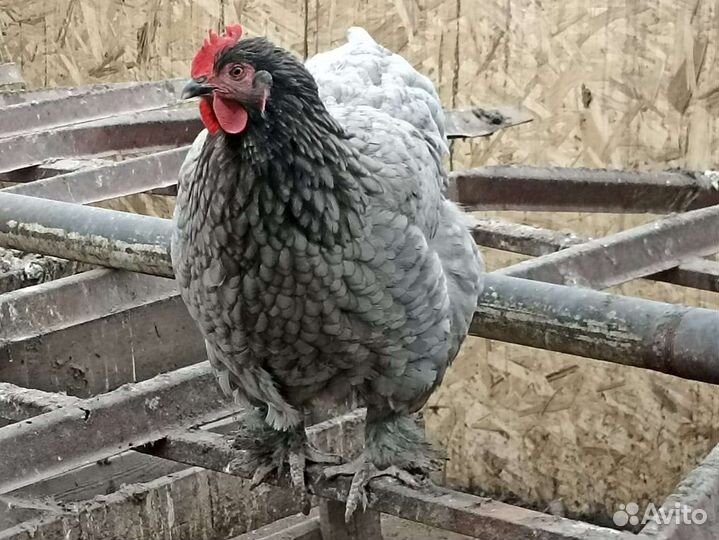 Инкубационное яйцо