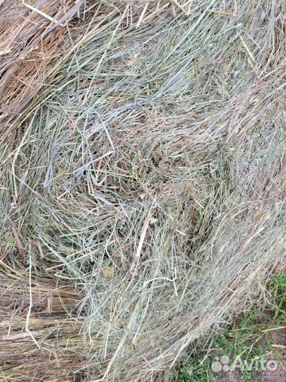 Продам сено в рулонах