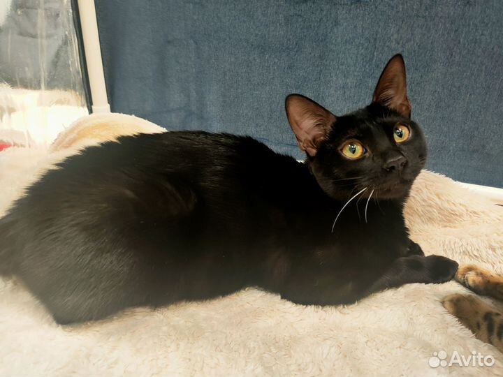 Бенгальские котята