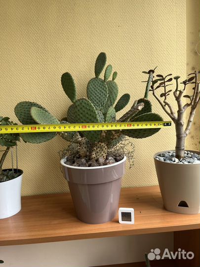 Кактус Опунция