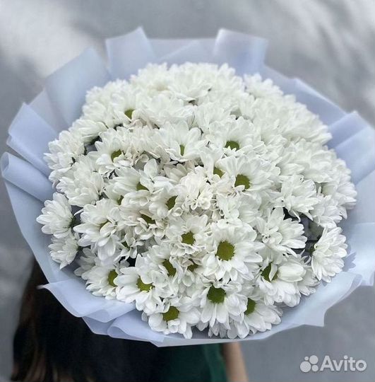 Доставка букетов и цветов. Хризантема