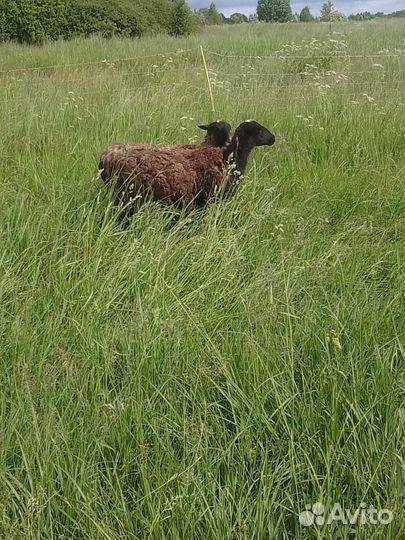 Барана и овцы