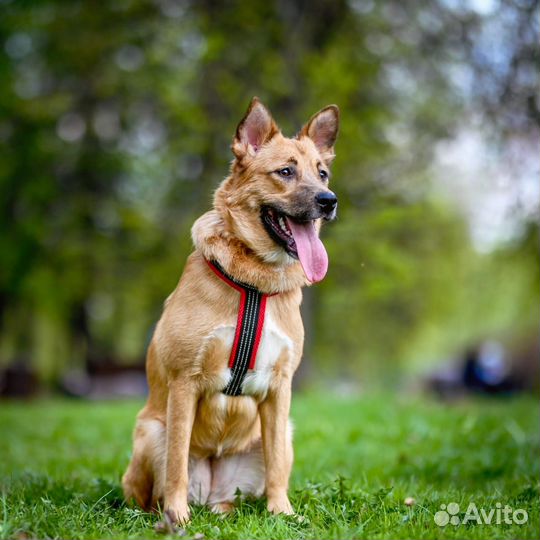 Отдам рыжую Собаку Валюху в дар