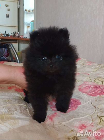 Щенки померанского шпица