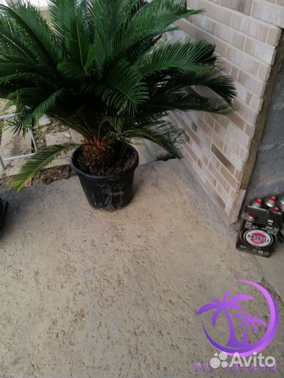 Пальма большая