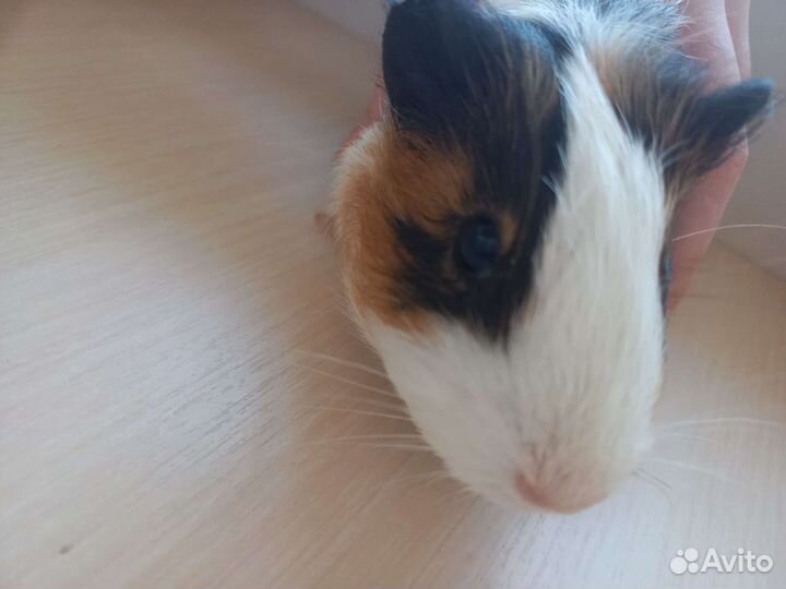 Морские свинки