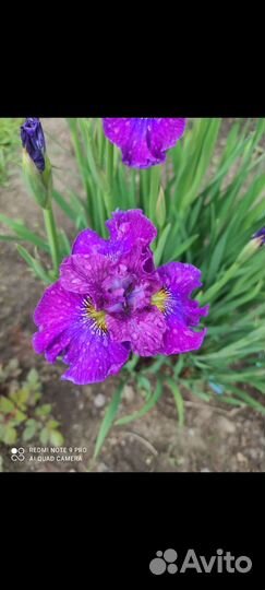 Ирис сибирский