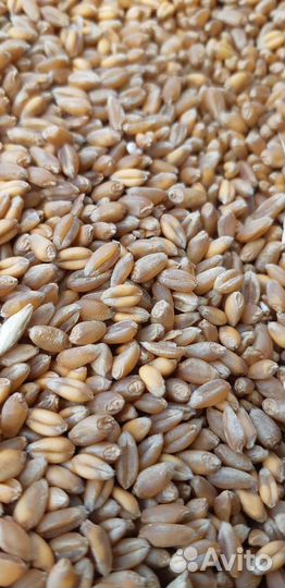 Пшеницу
