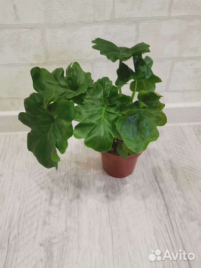 Филодендрон 