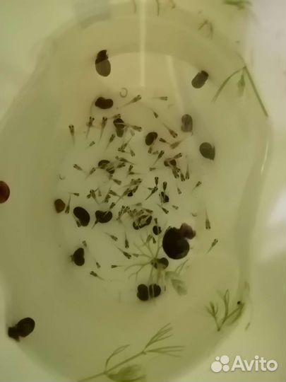 Рыбки гуппи. Роголистник. Сомики анциструсы