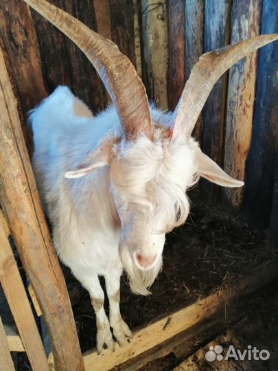 Козел зааненский