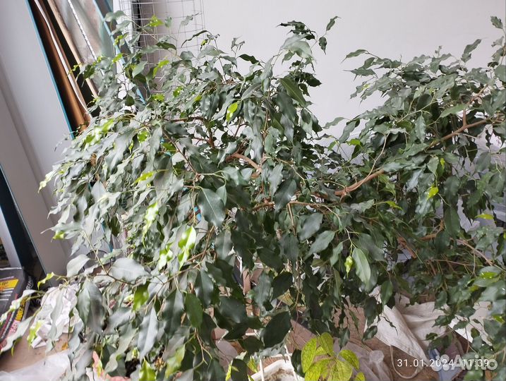 Фикус бенджамина