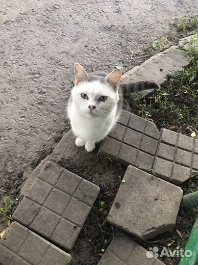 Котик ищет дом
