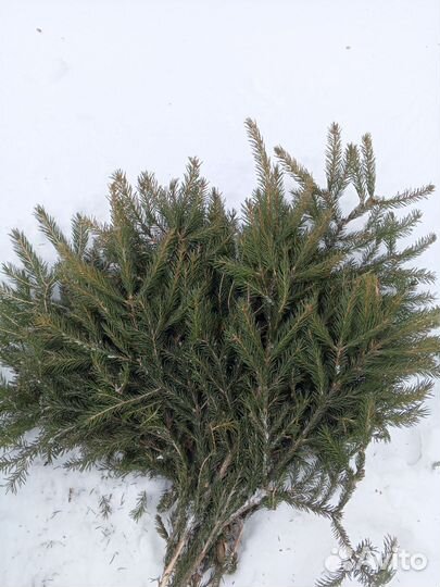 Веники для бани ель сосна