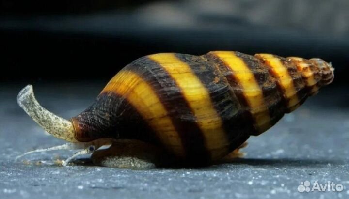 Улитка Хелена обменом