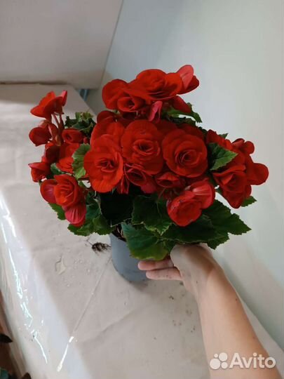 Семена махровой Бегонии