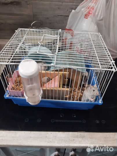 Джунгарский хомяк с клеткой бесплатно