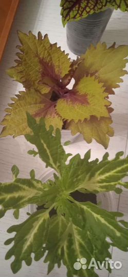 Колеусы черенки