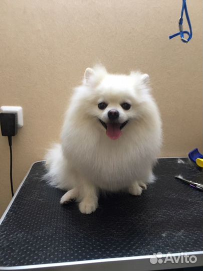 Стрижка собак и кошек рядом с ТЦ Южный Полюс