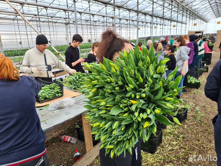 Агроном-бригадир