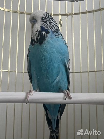 Попугаи ввп чех