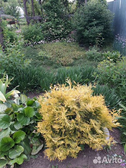 Туя Тедди, цветы и кусты