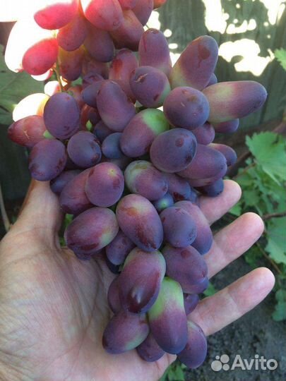 Саженцы винограда