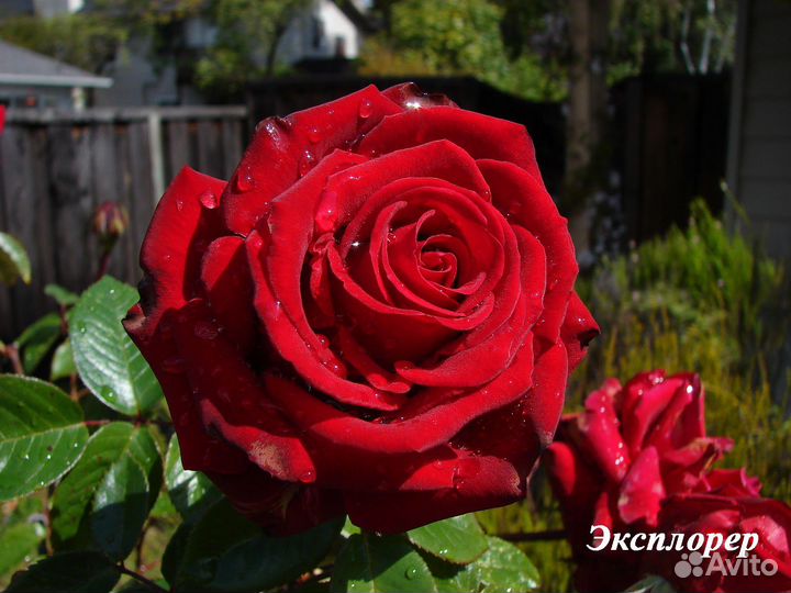 Саженцы чайно-гибридных роз