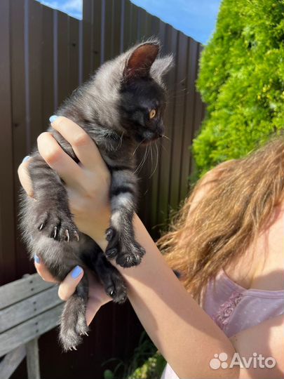 Темно-серый полосатый котенок,мальчик 2 месяца