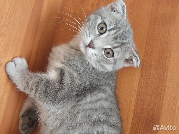 Шотландская вислоухая кошка