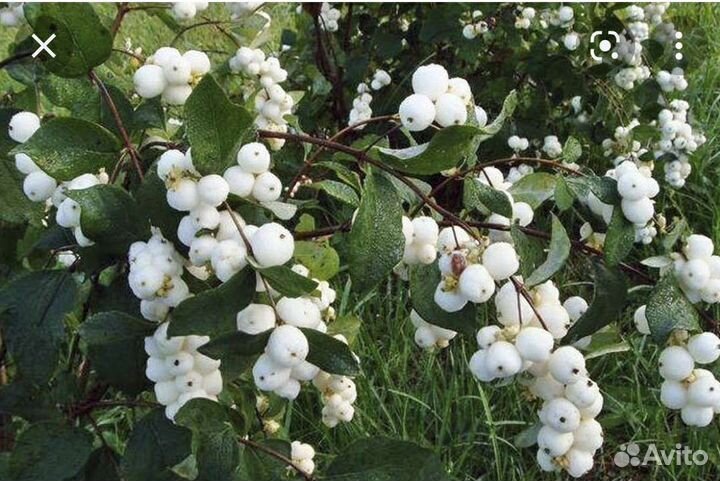 Саженцы снежноягодника и абрикоса