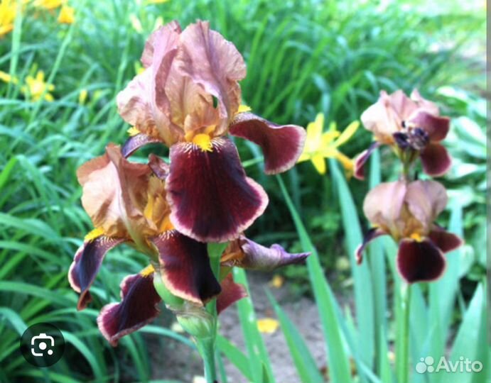 Ирисы