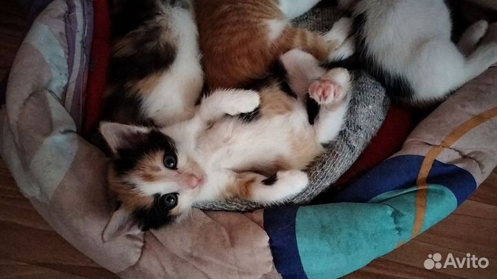 Кошки в добрые руки